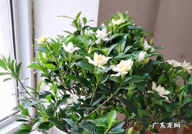 栀子花好养活,栀子花好养适合室内还是室外养