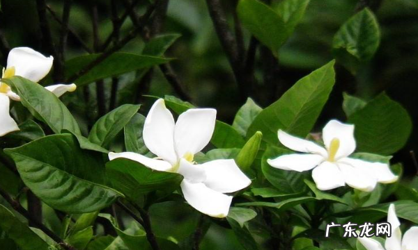 栀子花好养活,栀子花好养适合室内还是室外养