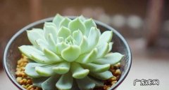 红爪的养殖方法,熊童子怎么养殖方法