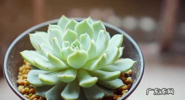 红爪的养殖方法,熊童子怎么养殖方法