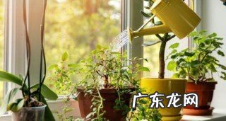 红爪的养殖方法,熊童子怎么养殖方法