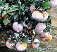 石灰对柑桔的作用和功效,茂谷柑为什么要涂石灰有毒