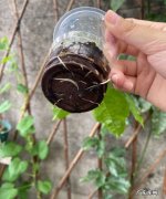百香果扦插时间,百香果几月份吃最好