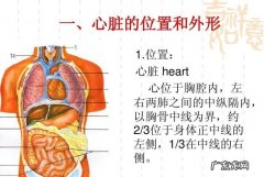心脏在哪边左还是右,人的心脏在左边还是右边