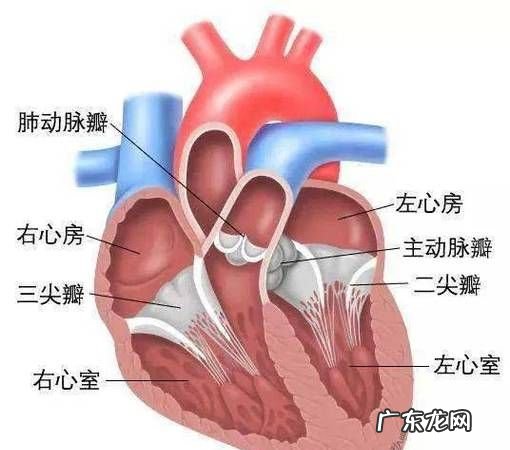 心脏在哪边左还是右,人的心脏在左边还是右边