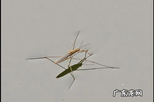 水蚤是什么动物,水蚤是什么动物