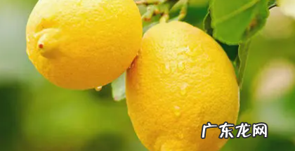 家里柠檬多了吃不完怎么办,柠檬买多了吃不完怎么办