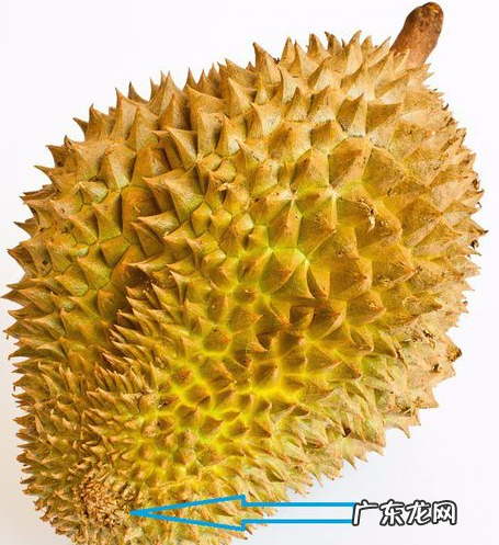 金枕头榴莲怎么挑,金枕头榴莲怎么挑才是最好的