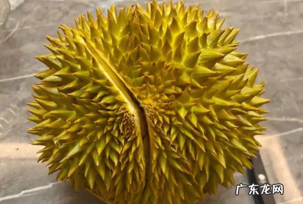 金枕头榴莲怎么挑,金枕头榴莲怎么挑才是最好的