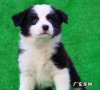 边牧七白三通是什么意思,边牧的七白三通指什么