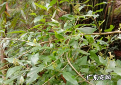 哪些树叶子可以做豆腐,神仙豆腐是什么树的叶子做的