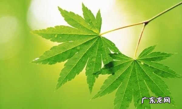 夏天枝叶繁茂的一方是什么面,夏天树叶茂盛的一面是什么方向在那一课