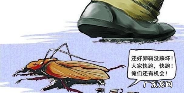 蟑螂爬过的衣服还能穿,被蟑螂爬过的衣服可以穿