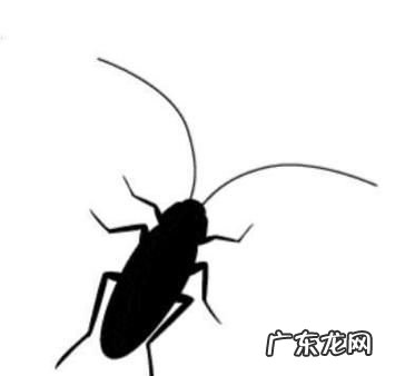 蟑螂爬过的衣服还能穿,被蟑螂爬过的衣服可以穿