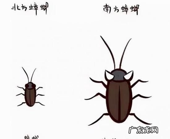 蟑螂爬过的衣服还能穿,被蟑螂爬过的衣服可以穿