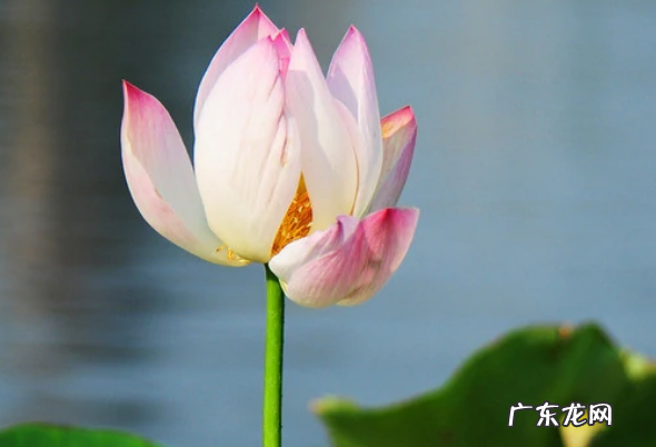 八月属于什么夏,八月底是什么夏天
