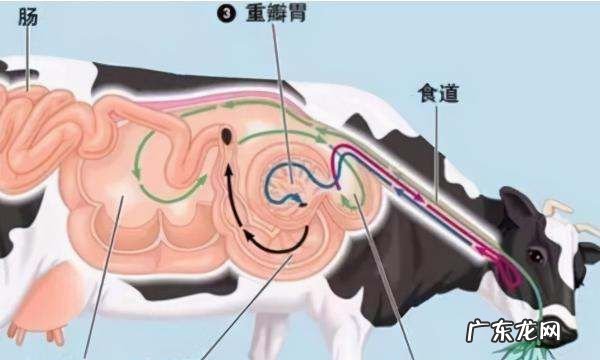 牛的反刍现象是什么,牛反刍是什么意思
