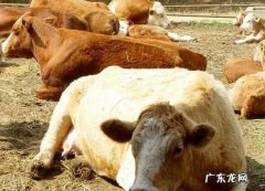 牛的反刍现象是什么,牛反刍是什么意思