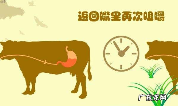 牛的反刍现象是什么,牛反刍是什么意思