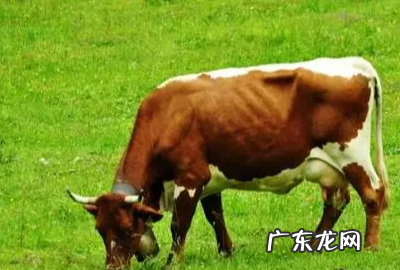 牛的反刍现象是什么,牛反刍是什么意思