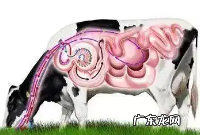牛的反刍现象是什么,牛反刍是什么意思