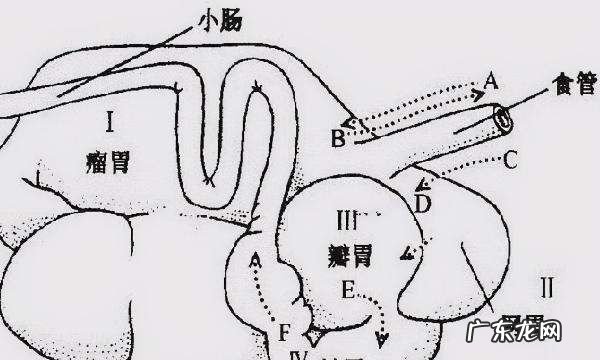 牛的反刍现象是什么,牛反刍是什么意思