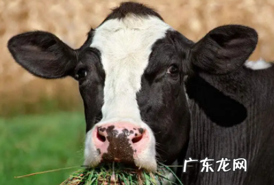 牛的反刍现象是什么,牛反刍是什么意思