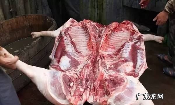 猪为什么有骚气,为什么猪肉的骚味特别重特辣都压不住