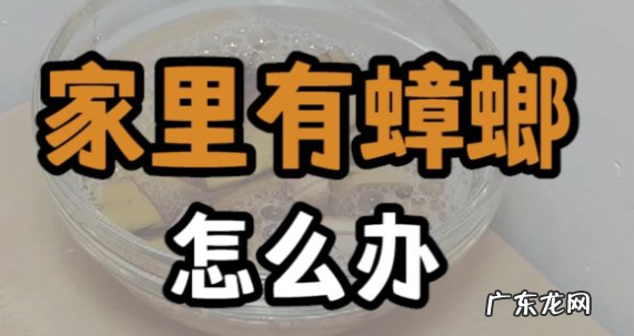 蟑螂很多怎么解决,家里蟑螂太多怎么办能除根