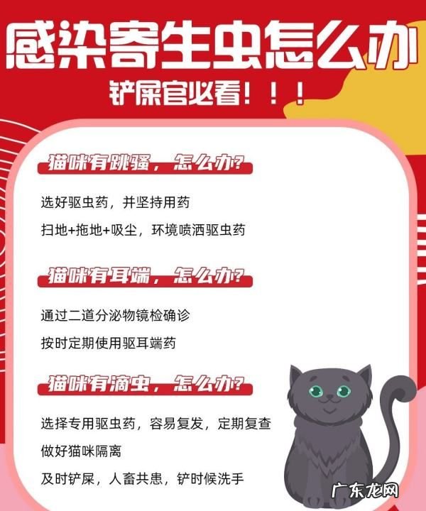 幼猫怎么驱虫用什么药,二个月的幼猫怎么驱虫