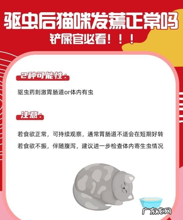 幼猫怎么驱虫用什么药,二个月的幼猫怎么驱虫