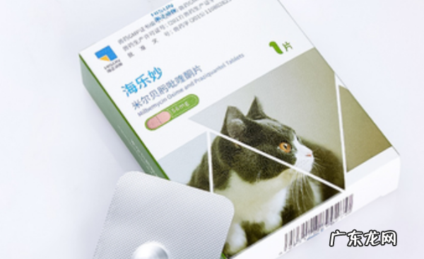 幼猫怎么驱虫用什么药,二个月的幼猫怎么驱虫