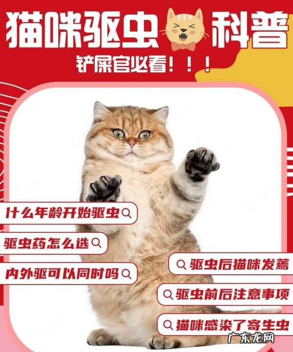 幼猫怎么驱虫用什么药,二个月的幼猫怎么驱虫