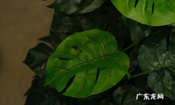 龟背竹养护技巧,龟背竹怎么养才能更旺盛