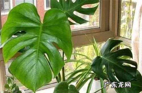 龟背竹养护技巧,龟背竹怎么养才能更旺盛