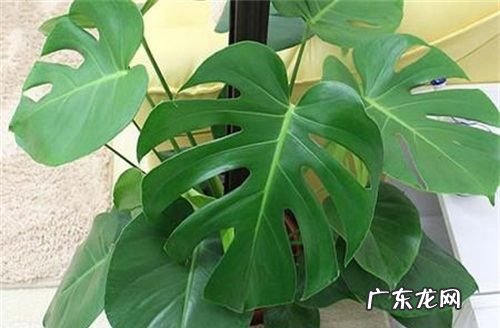 龟背竹养护技巧,龟背竹怎么养才能更旺盛