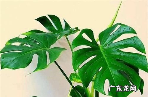 龟背竹养护技巧,龟背竹怎么养才能更旺盛