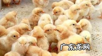 玉米怎么样喂鸡效果最好,玉米糁怎么喂鸡