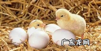 玉米怎么样喂鸡效果最好,玉米糁怎么喂鸡