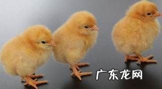 玉米怎么样喂鸡效果最好,玉米糁怎么喂鸡