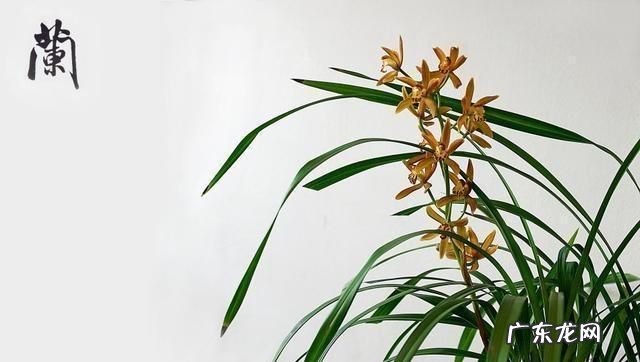 花中君子是指哪四样,岁寒三友和花中四君子是指什么