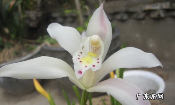 花中君子是指哪四样,岁寒三友和花中四君子是指什么