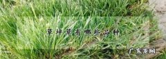 公园的草坪的草叫什么名,草坪草有哪些品种