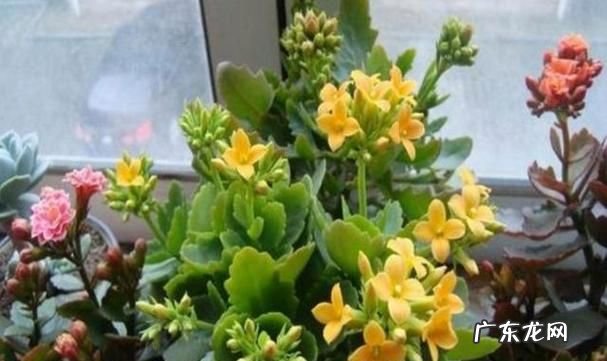 新买的长寿花要浇水,刚买的长寿花带花苞的怎么养