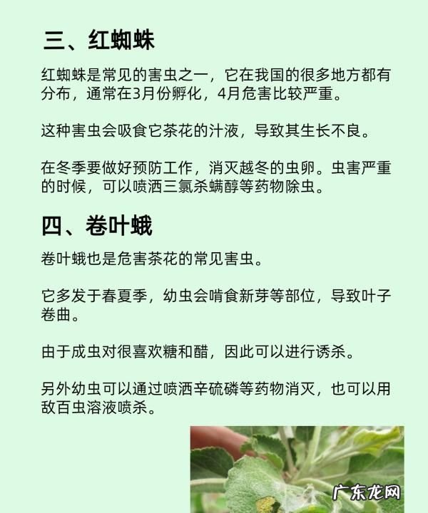 茶花用多菌灵怎么用,茶花冬季如何管理