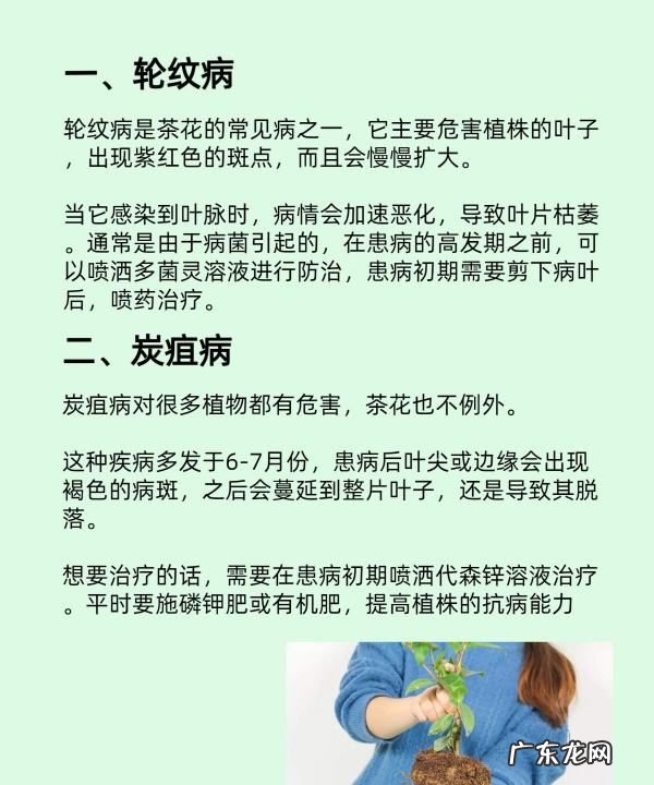 茶花用多菌灵怎么用,茶花冬季如何管理