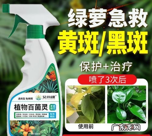 茶花用多菌灵怎么用,茶花冬季如何管理
