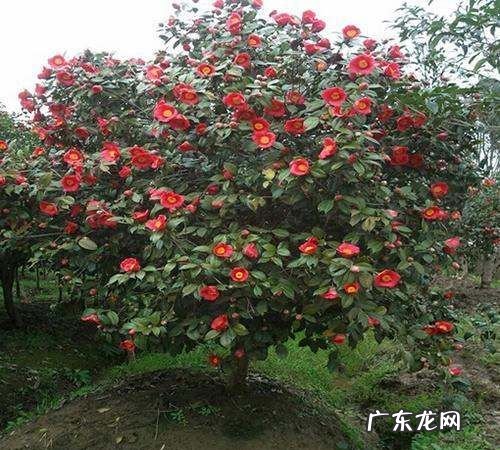 茶花用多菌灵怎么用,茶花冬季如何管理