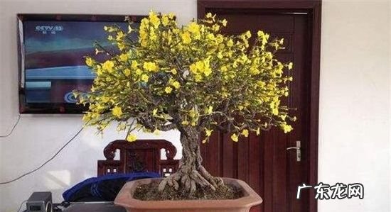 地栽迎春花多少天浇水,迎春花多久浇水