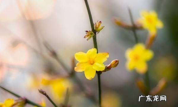 地栽迎春花多少天浇水,迎春花多久浇水